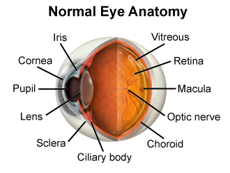 eye anatomy diagram